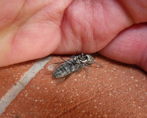 Menemerus semilimbatus